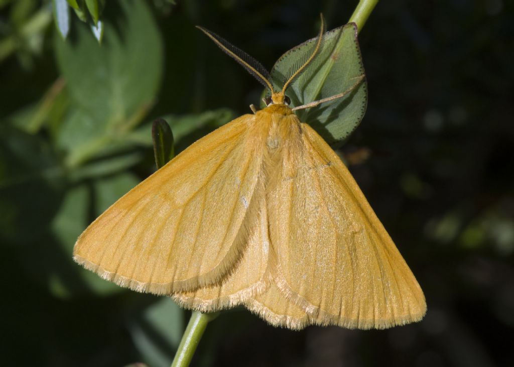 Crocota tinctaria ♂ - Geometridae